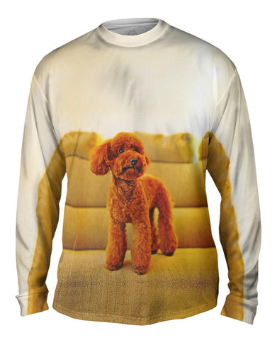Toy Poodle Watching Closely