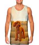 Toy Poodle Watching Closely
