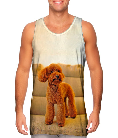 Toy Poodle Watching Closely