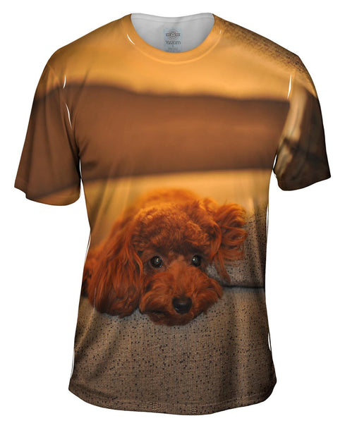 Chocolate Toy Poodle Stare Mens T-Shirt