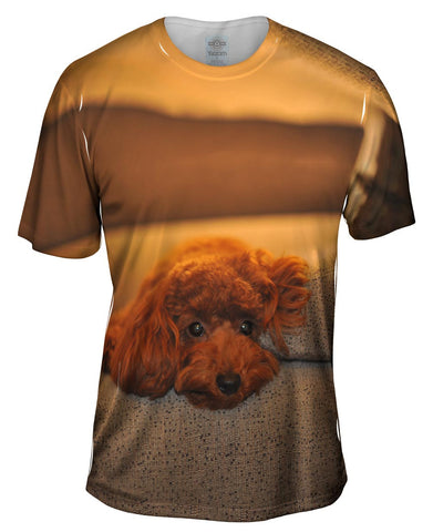 Chocolate Toy Poodle Stare