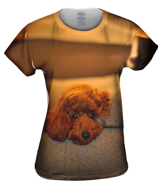 Chocolate Toy Poodle Stare Womens Top