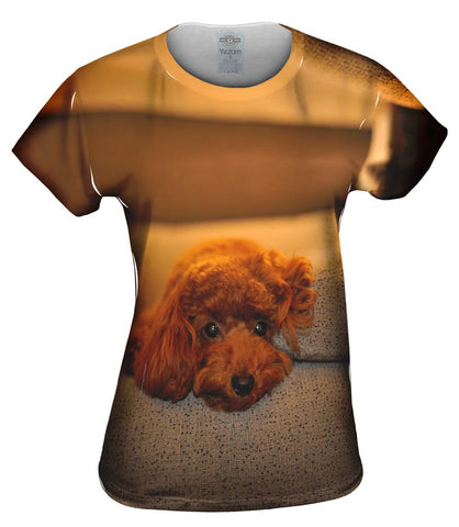 Chocolate Toy Poodle Stare