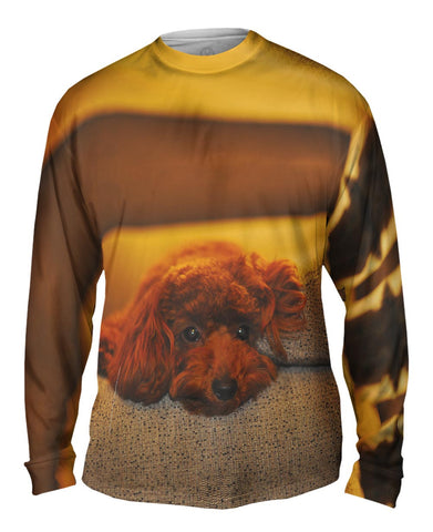 Chocolate Toy Poodle Stare