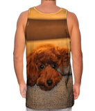 Chocolate Toy Poodle Stare