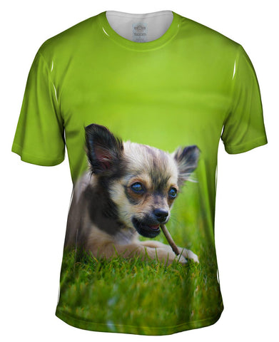Chihuaha Loves To Chew