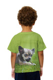 Kids Chihuaha Loves To Chew