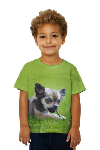 Kids Chihuaha Loves To Chew