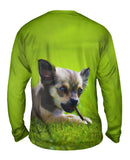 Chihuaha Loves To Chew