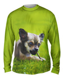 Chihuaha Loves To Chew