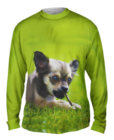 Chihuaha Loves To Chew