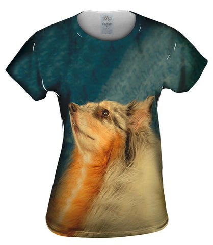 Stoic Sheltie
