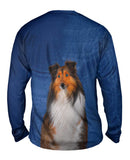 Sheltie With Green Eyes