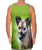 Longhaired Chihuahua