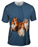 Sheltie Photo Shoot