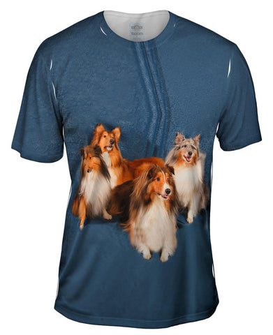 Sheltie Photo Shoot