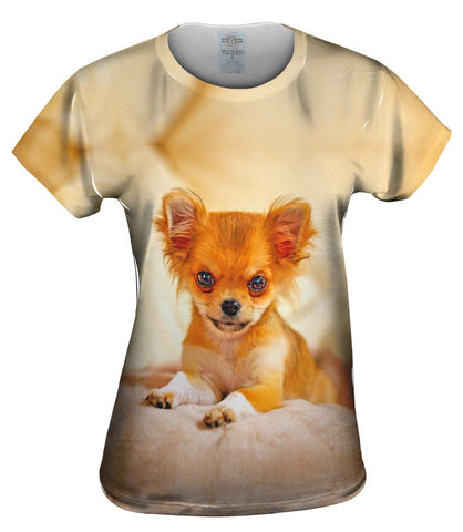 Furry Puppy Chihuahua