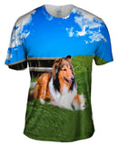 Blue Sky Collie