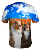 Shelties Among Tulips