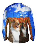 Shelties Among Tulips