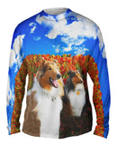 Shelties Among Tulips