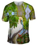Rest Red Footed Boobies