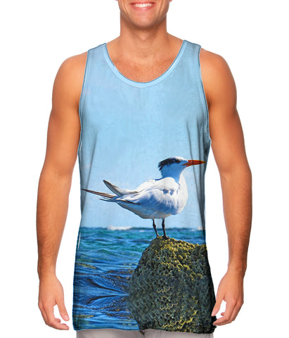 Relax Royal Tern