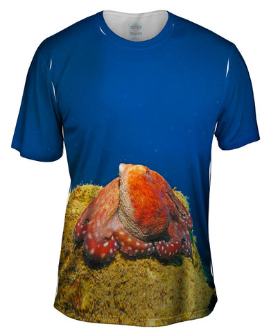 Sitting Octopus Underwater
