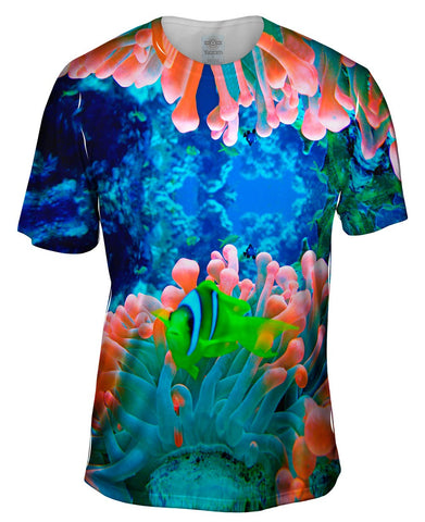 Red Sea Anemone Fish Underwater
