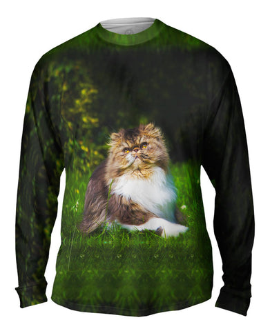 Grassy Cat