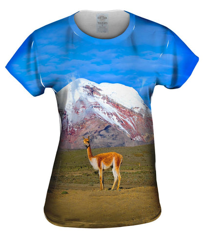 Vicuna Chimborazo