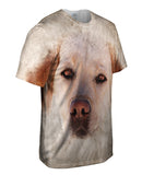 Golden Labrador Dog Face