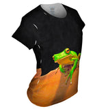White Lipped Tree Frog Cairns
