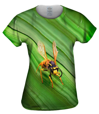 Yellow Jacket Wasp Rest