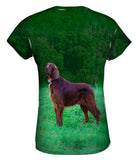 Setter Dog On The Scent