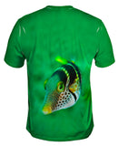 Valentini Fish Stare Underwater