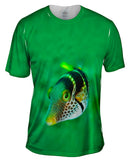 Valentini Fish Stare Underwater