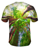 Redwoods Sunlight Coming From Above