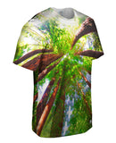 Redwoods Sunlight Coming From Above