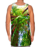 Redwoods Sunlight Coming From Above