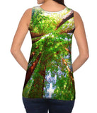 Redwoods Sunlight Coming From Above